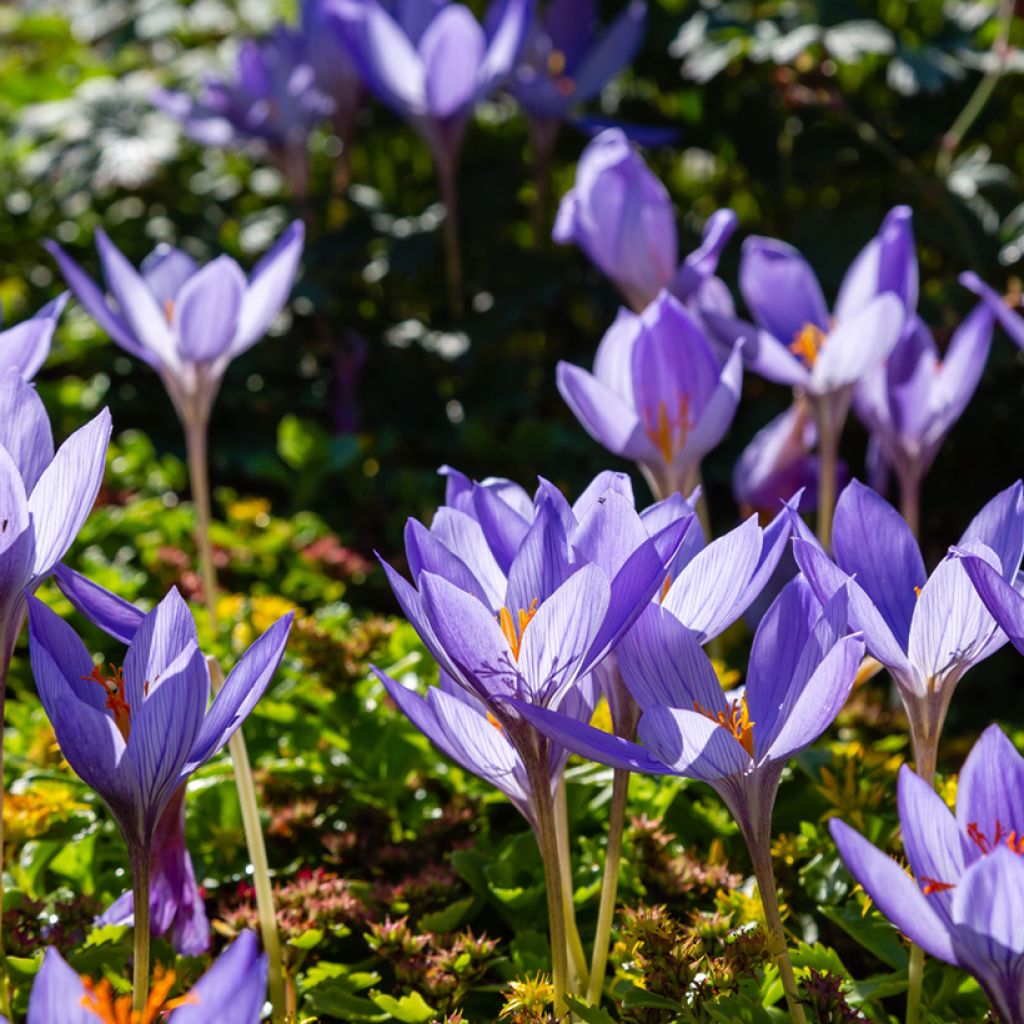 Crocus speciosus Artabir - Croco de otoño