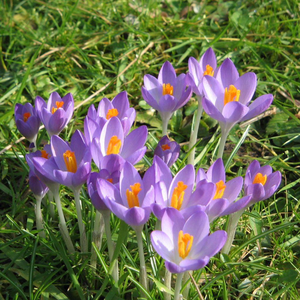 Crocus tommasinianus Barr's Purple - Crocus de Thomas