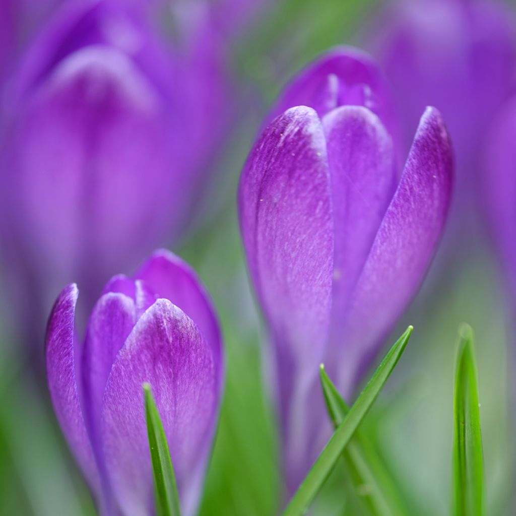 Crocus tommasinianus Blue Ocean - Croco