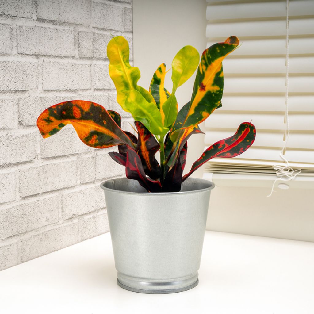 Croton Mammy - Codiaeum