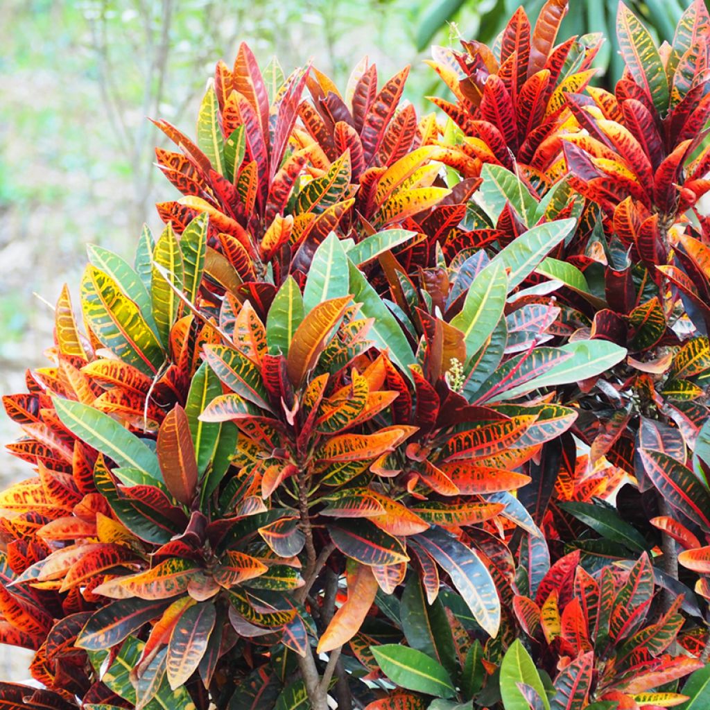 Croton Petra - Codiaeum variegatum