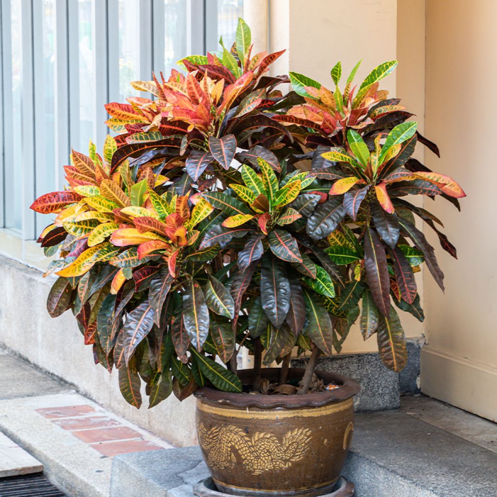 Croton Petra - Codiaeum variegatum