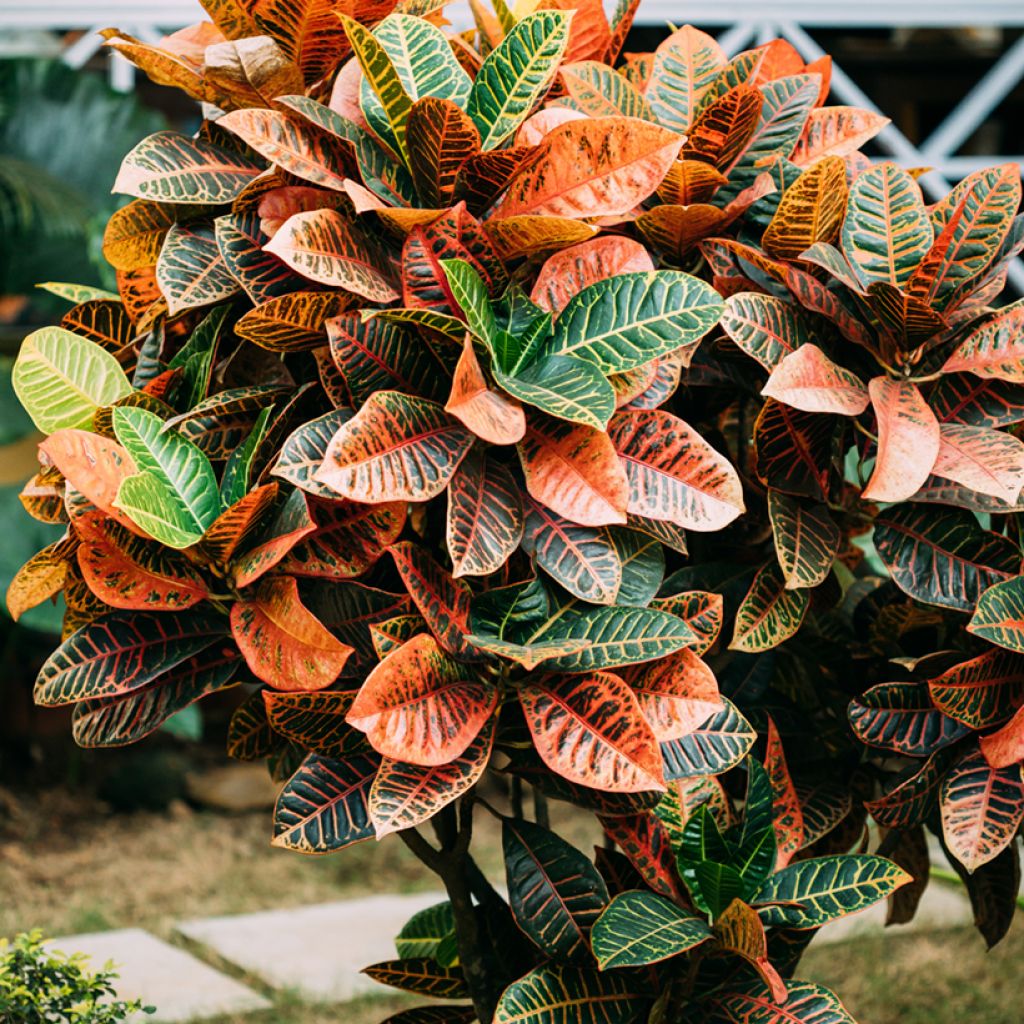 Croton Petra - Codiaeum variegatum