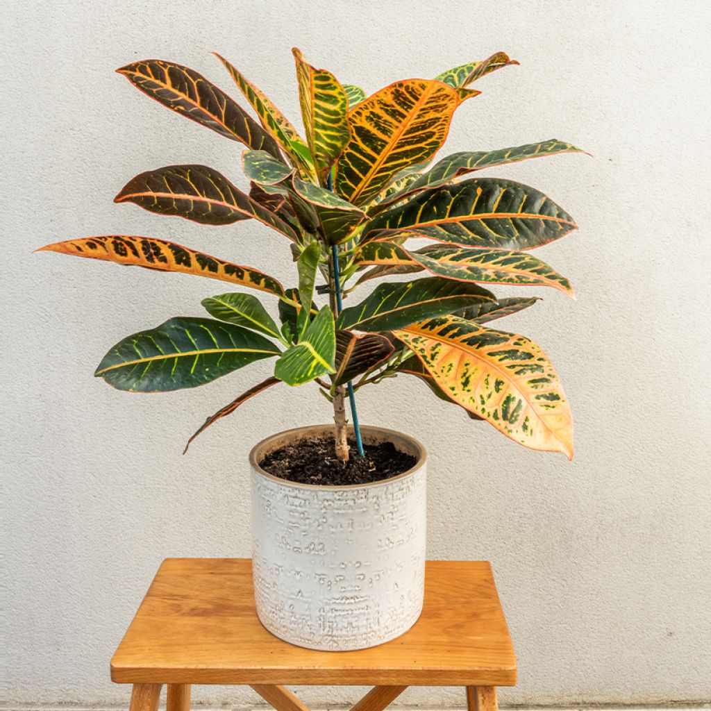 Croton Petra - Codiaeum variegatum