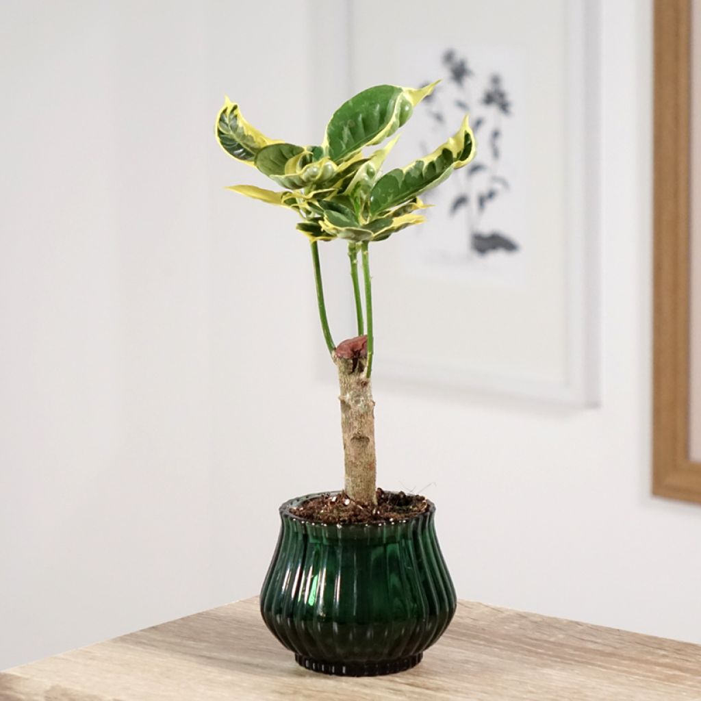 Croton Tamara - Codiaeum arbustivo