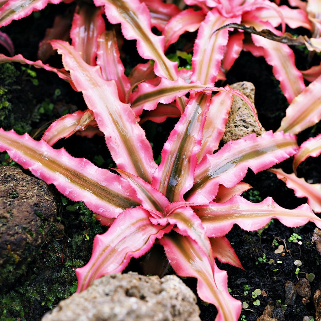 Cryptanthus Pink Star