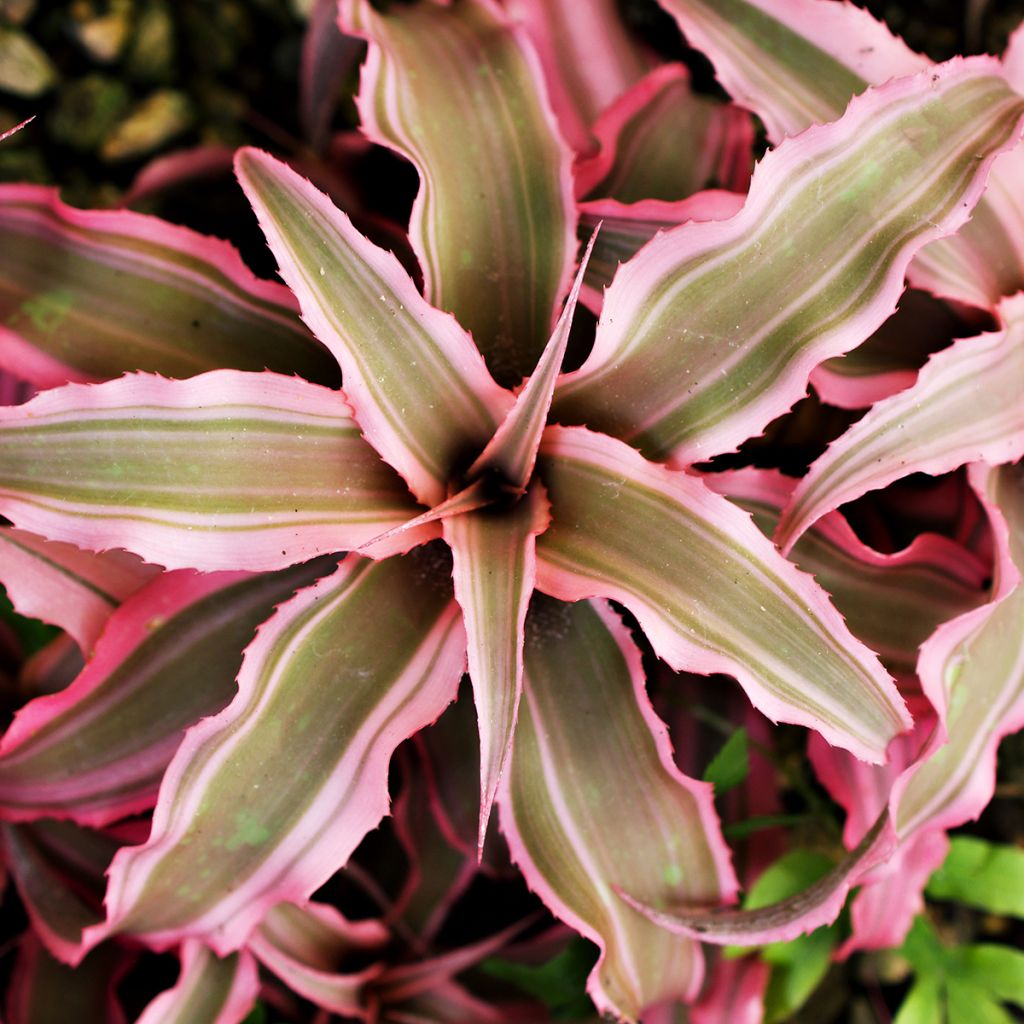 Cryptanthus Pink Star