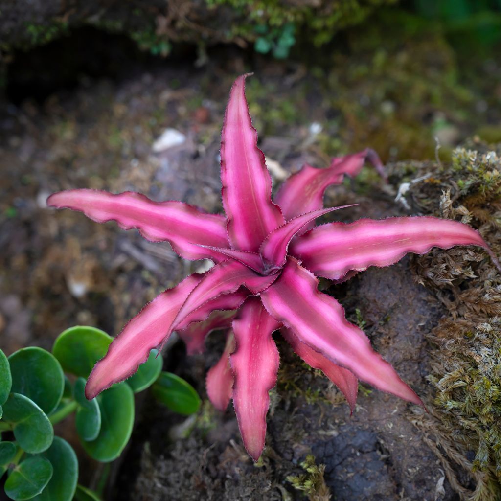 Cryptanthus Super Pink