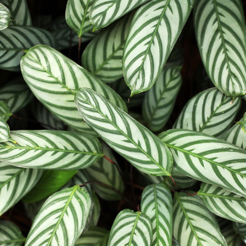 Cenantes setosa - Ctenanthe