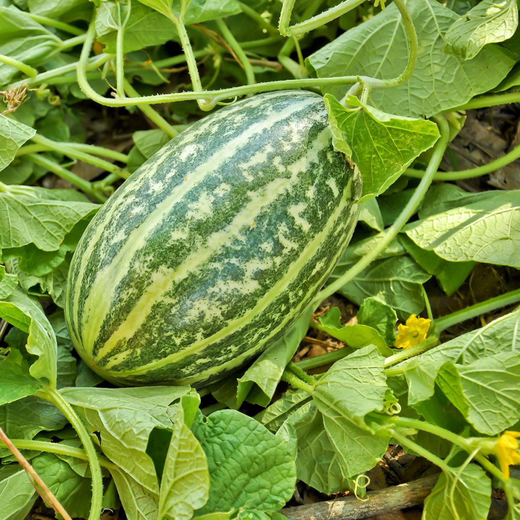 Pepino Brocade