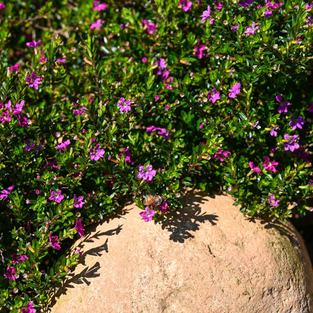 Cuphea hyssopifolia Purple - Cufea