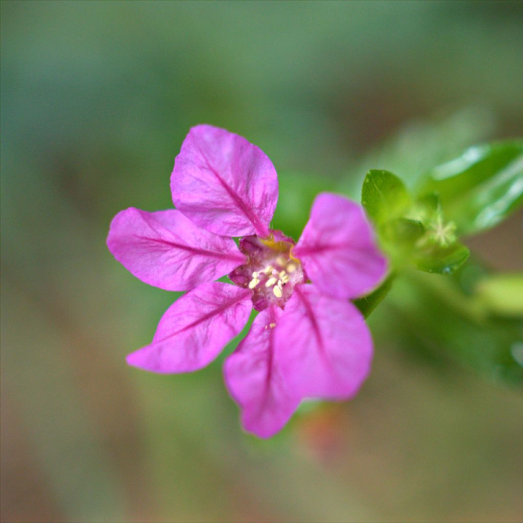 Cuphea hyssopifolia Purple - Cufea