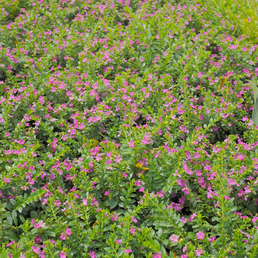 Cuphea hyssopifolia Purple - Cufea