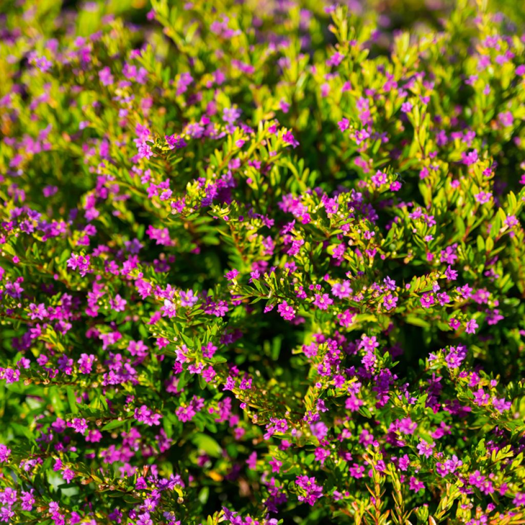 Cuphea hyssopifolia Purple - Cufea