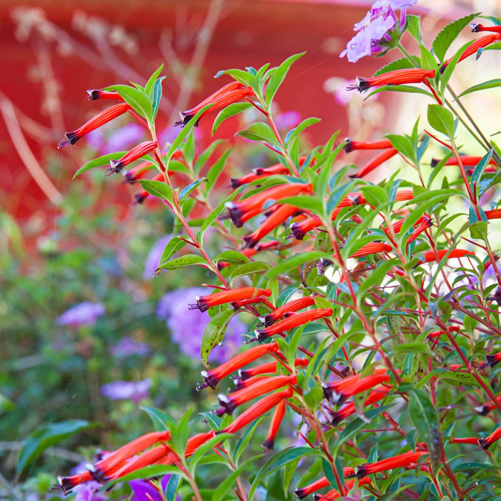 Cuphea ignea Scarlet - Planta del cigarro