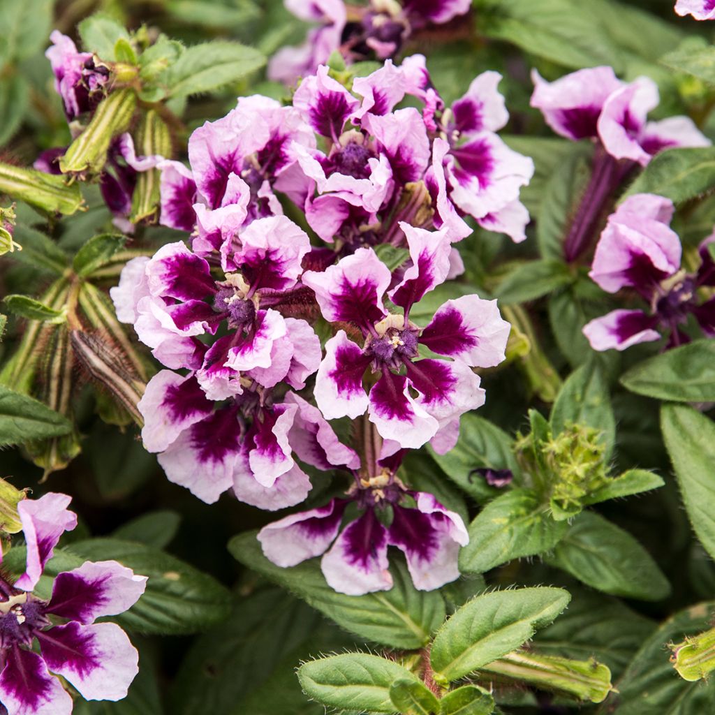 Cuphea HEATBEAT Amethyst - Cufea