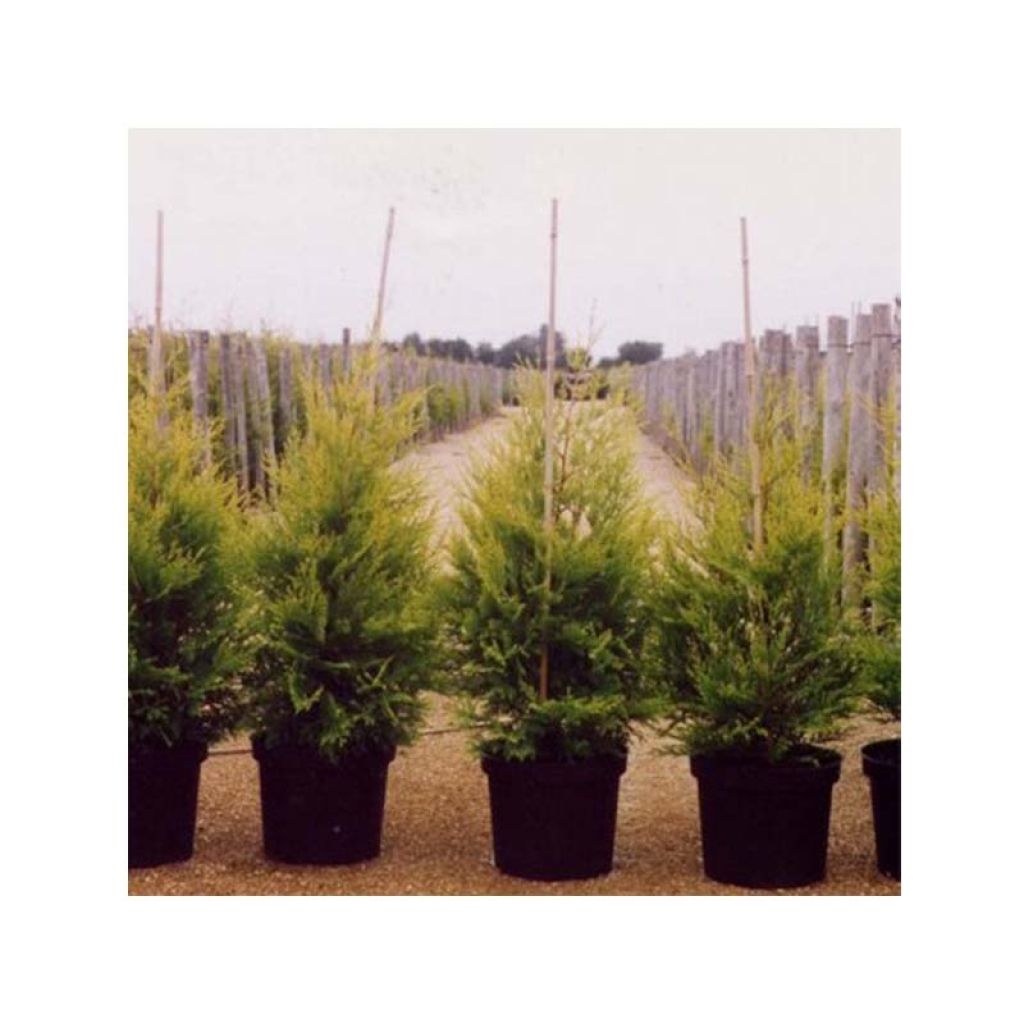 Ciprés leylandii Excalibur Gold - Cupressocyparis