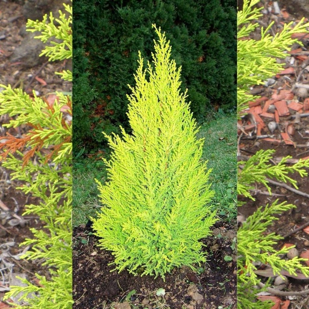 Cyprès de Lambert Wilma - Cupressus macrocarpa