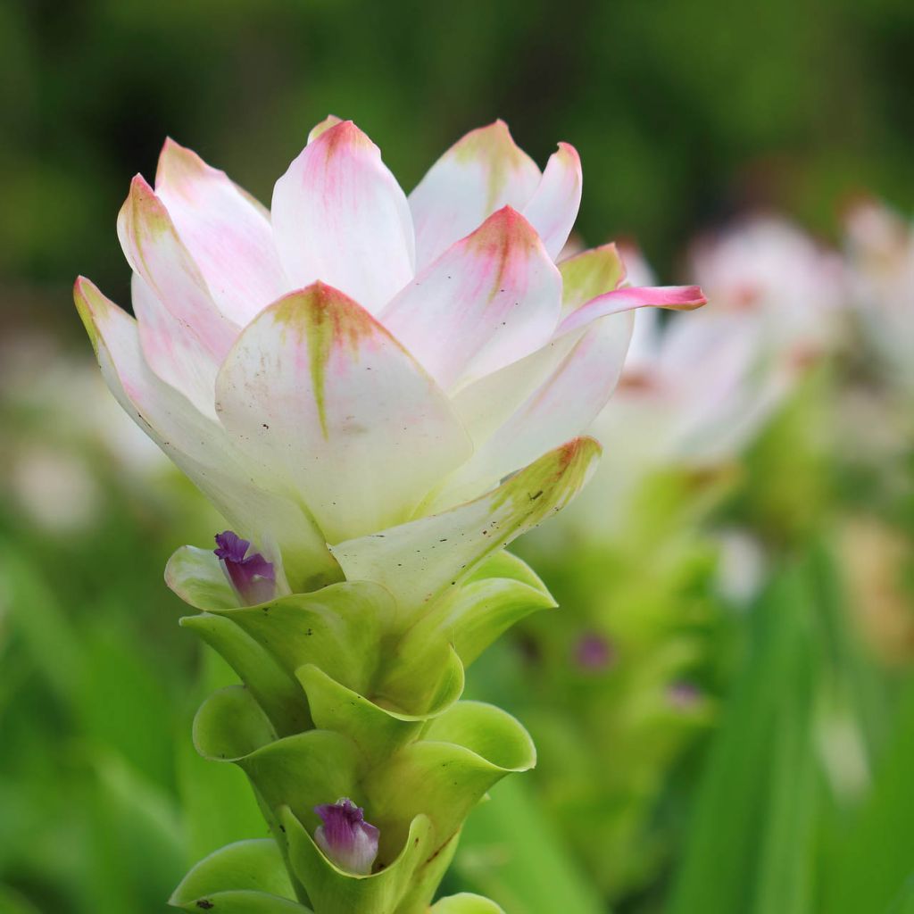 Curcuma alismatifolia White - Tulipán de Siam