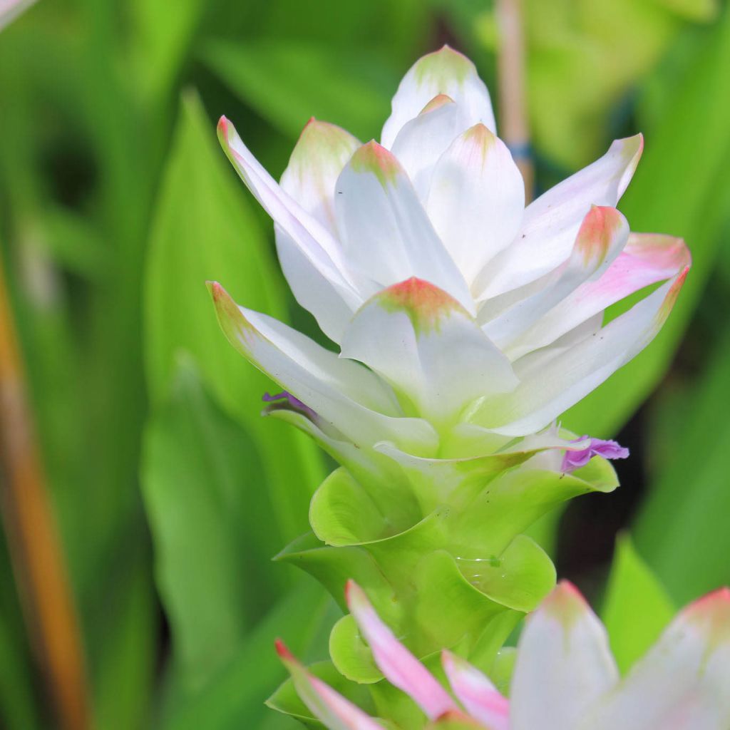 Curcuma alismatifolia White - Tulipán de Siam