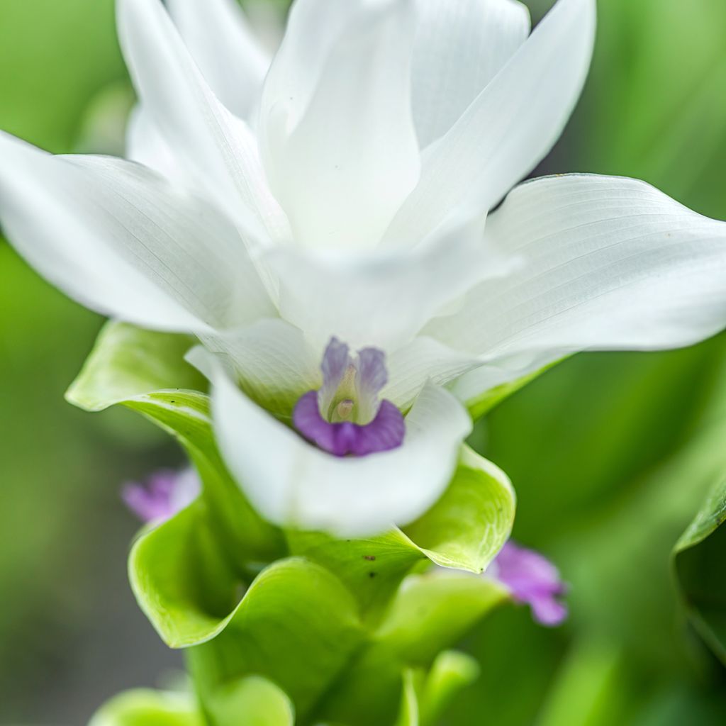 Curcuma alismatifolia White - Tulipán de Siam