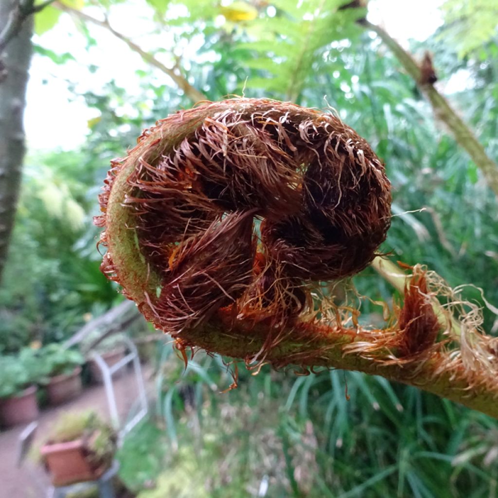 Cyathea australis - Helecho arbóreo rugoso