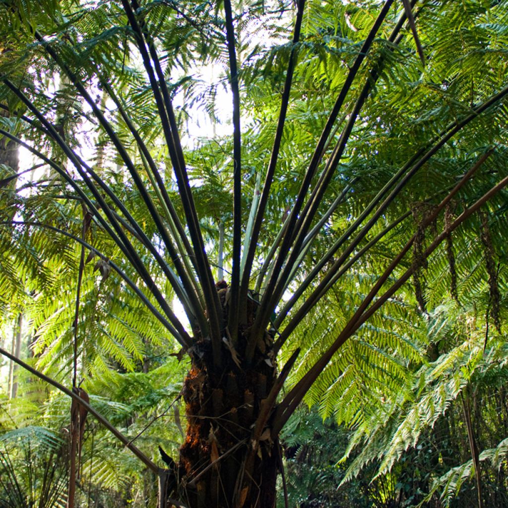 Cyathea australis - Helecho arbóreo rugoso