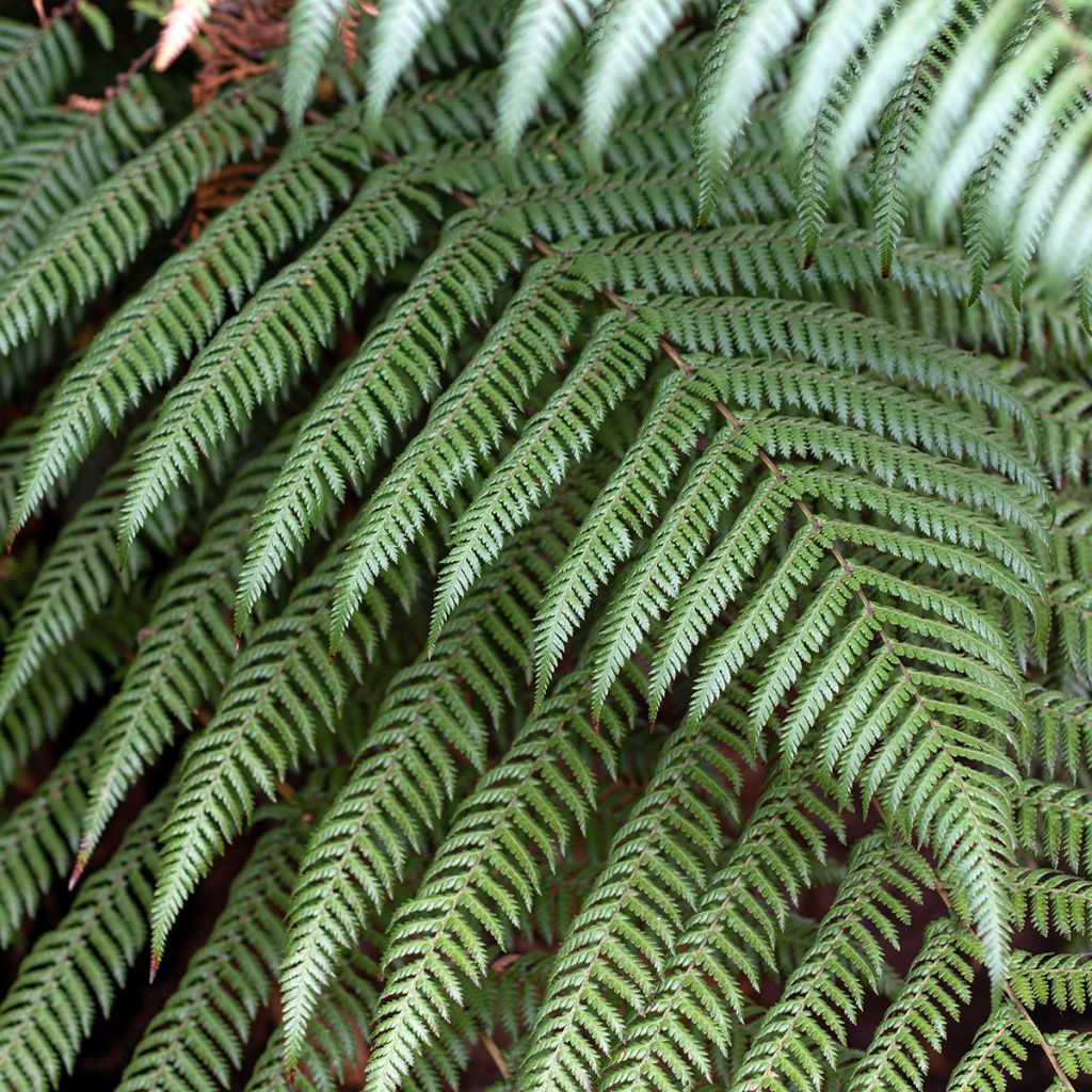Cyathea australis - Helecho arbóreo rugoso