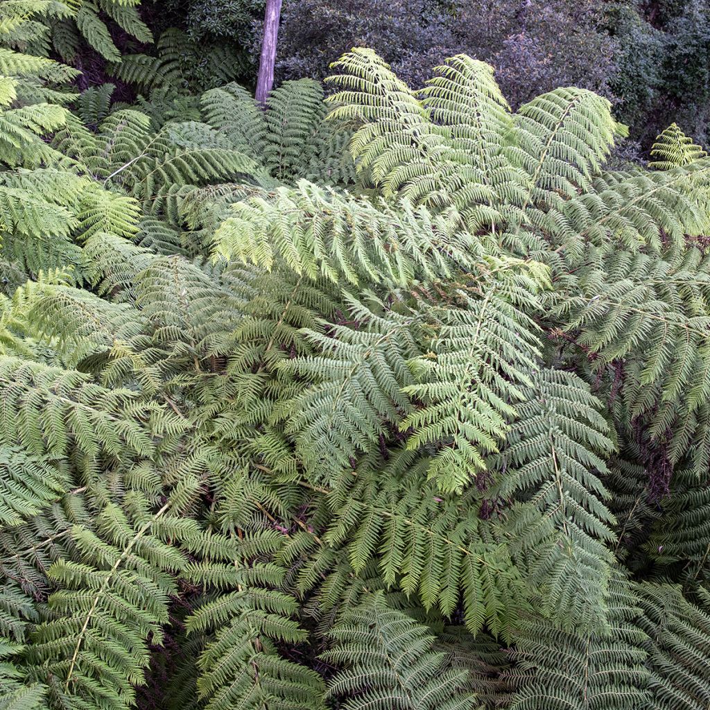 Cyathea australis - Helecho arbóreo rugoso
