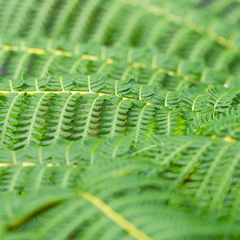 Cyathea australis - Helecho arbóreo rugoso