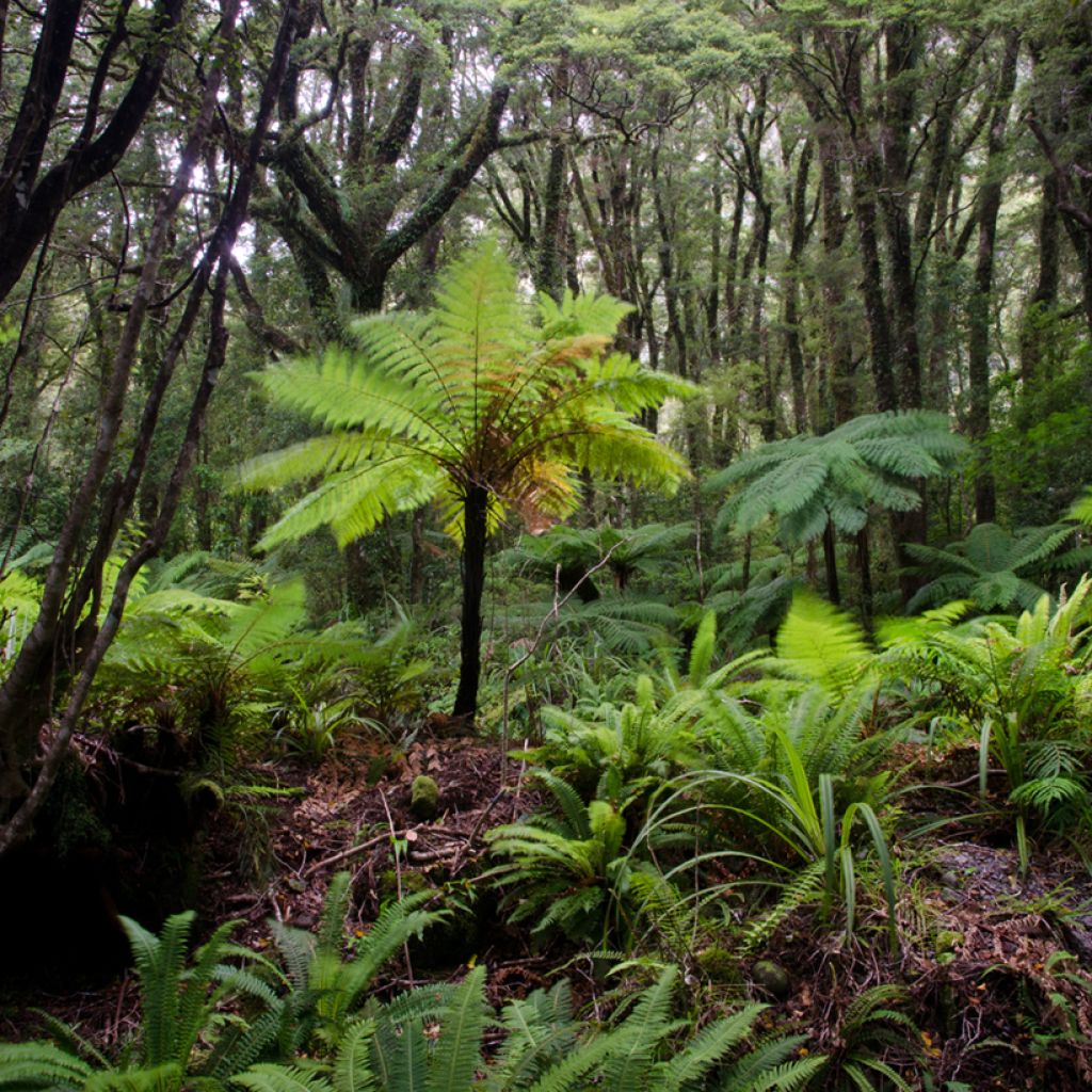 Cyathea australis - Helecho arbóreo rugoso