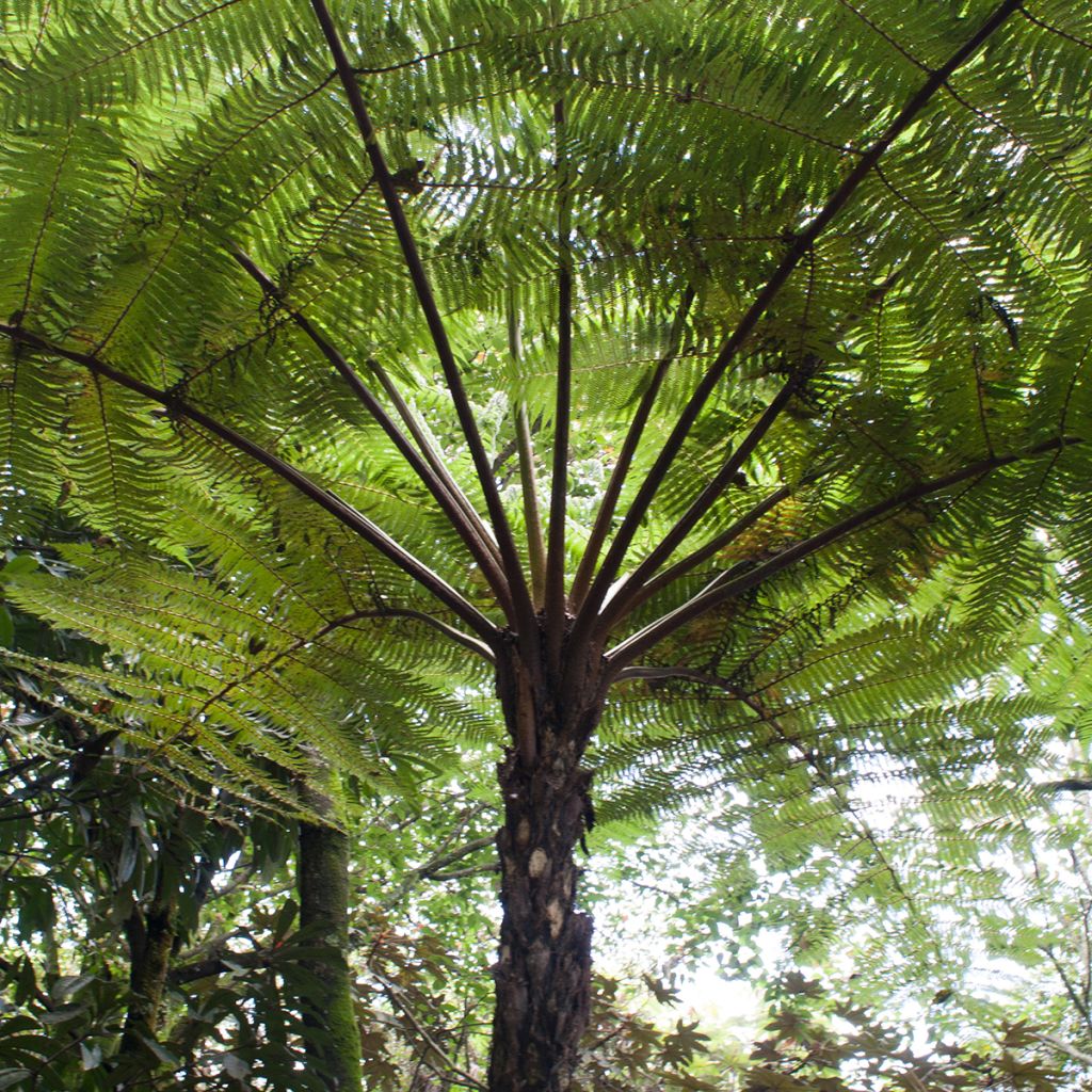 Cyathea cooperi - Helecho arborescente de encaje
