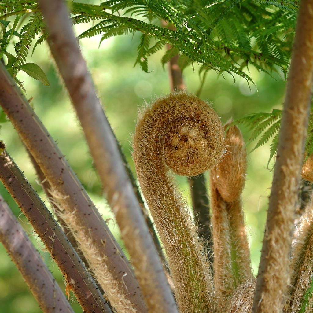 Cyathea cooperi - Helecho arborescente de encaje