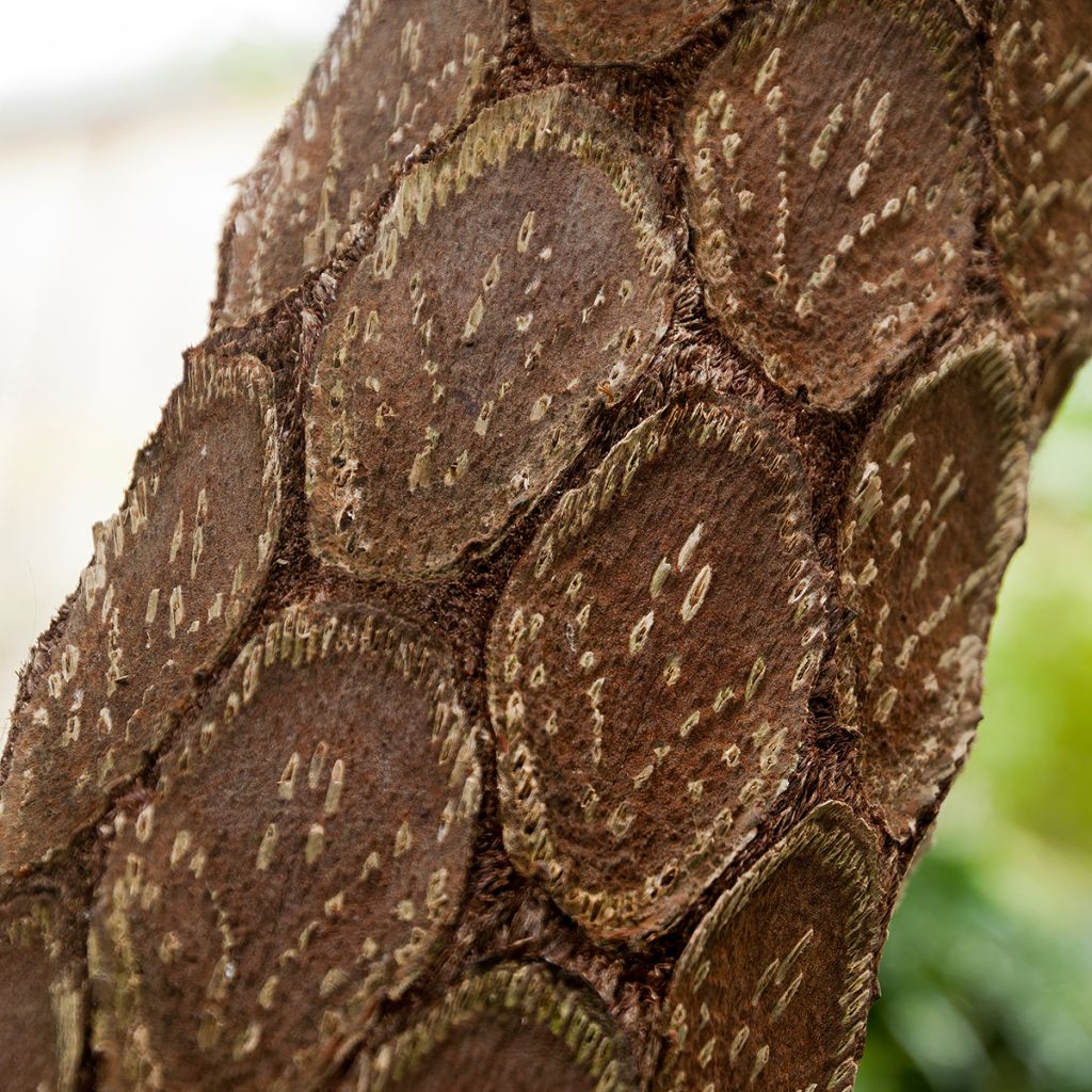 Cyathea cooperi - Helecho arborescente de encaje