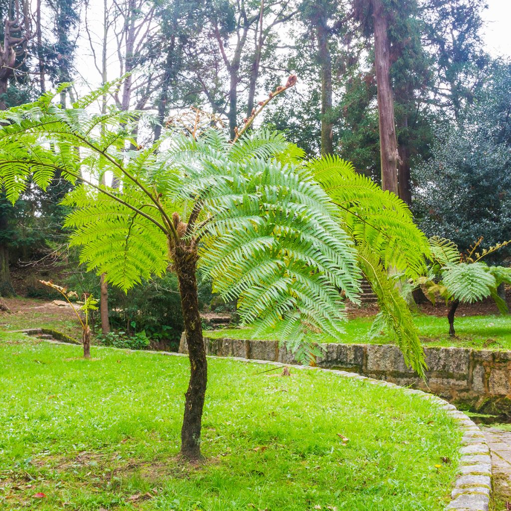 Cyathea cooperi - Helecho arborescente de encaje