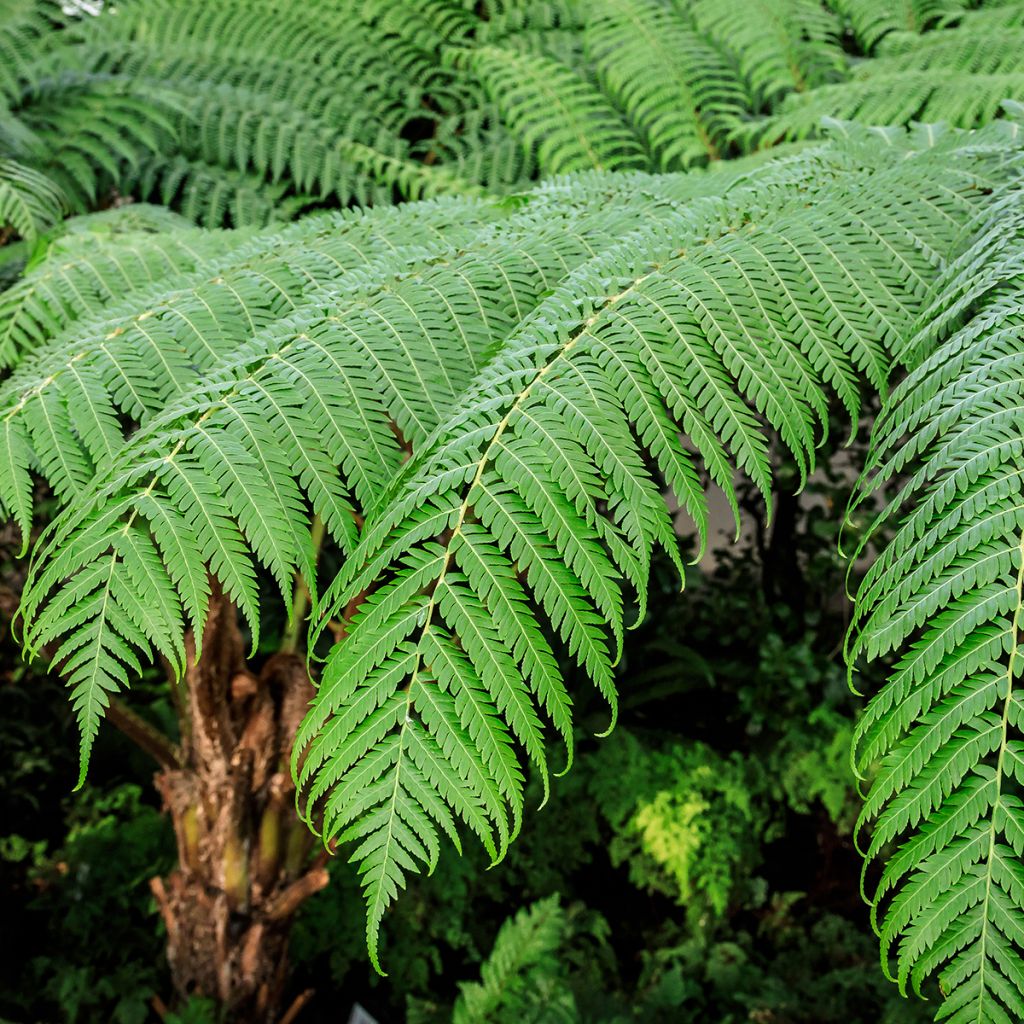 Cyathea cooperi - Helecho arborescente de encaje
