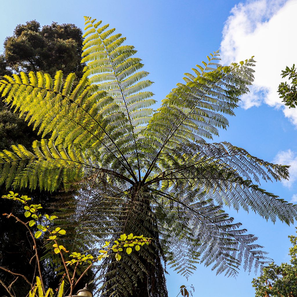 Cyathea cooperi - Helecho arborescente de encaje