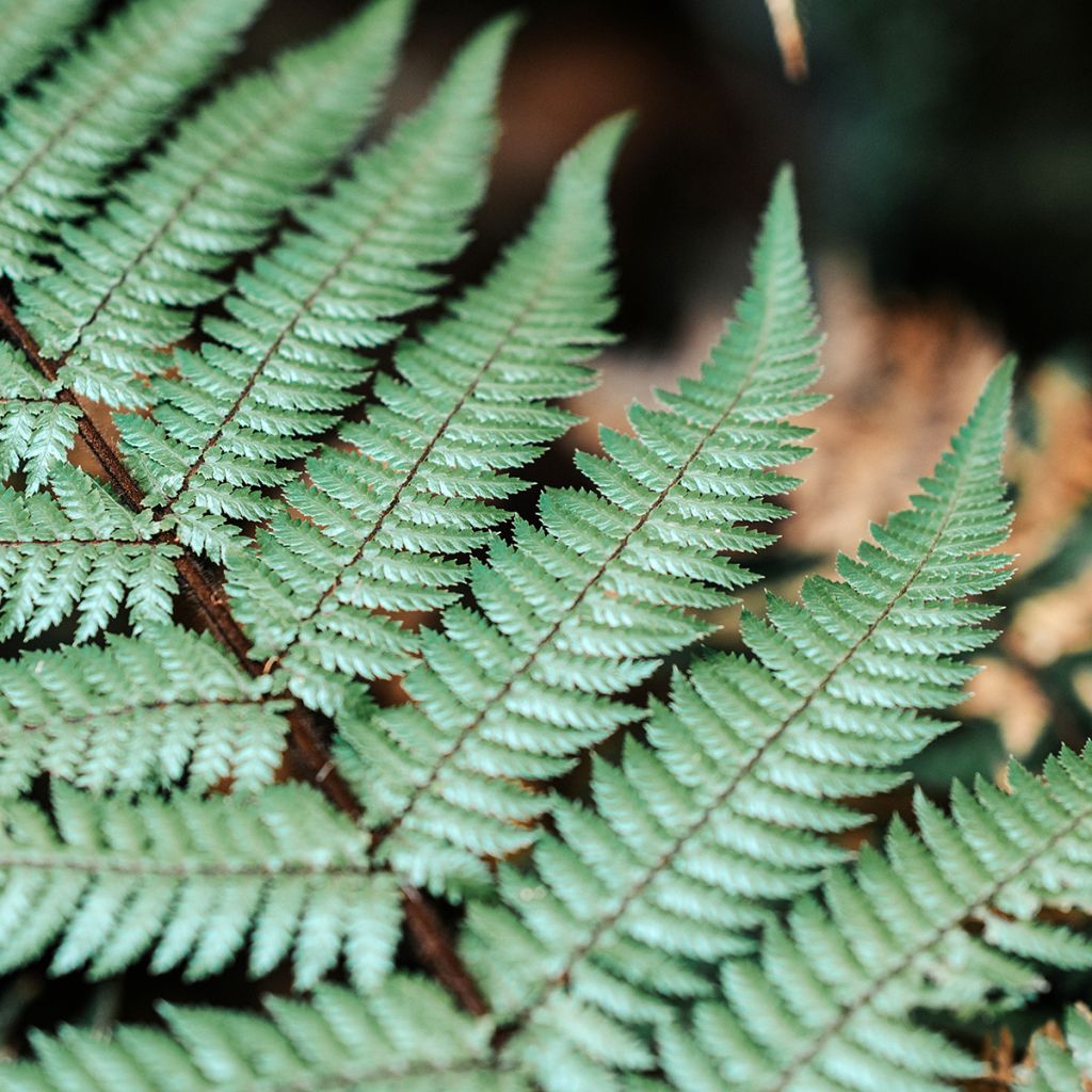 Cyathea dealbata - Helecho plateado