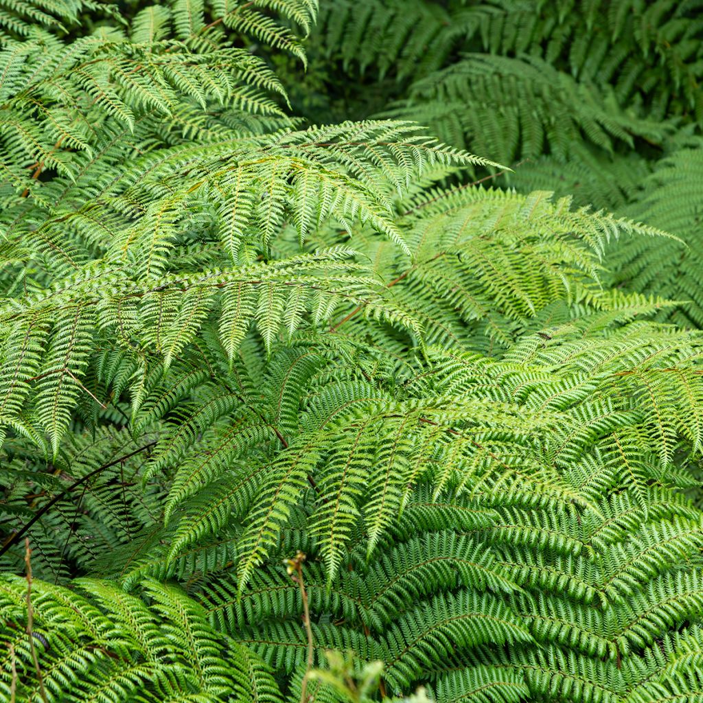 Cyathea dealbata - Helecho plateado