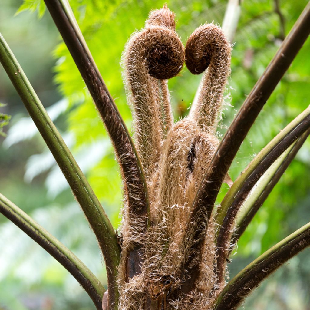 Cyathea lunulata - Helecho arbóreo