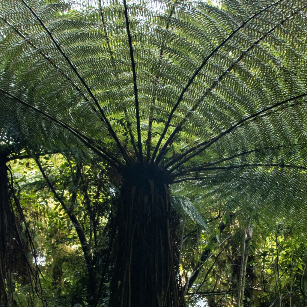 Cyathea medullaris - árbol helecho negro