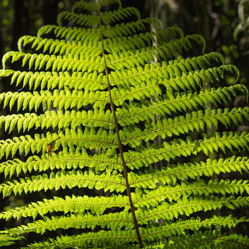 Cyathea medullaris - árbol helecho negro