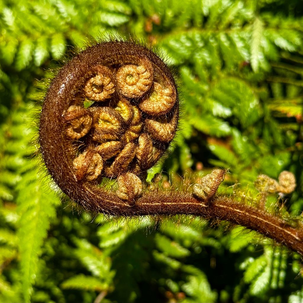 Cyathea medullaris - árbol helecho negro
