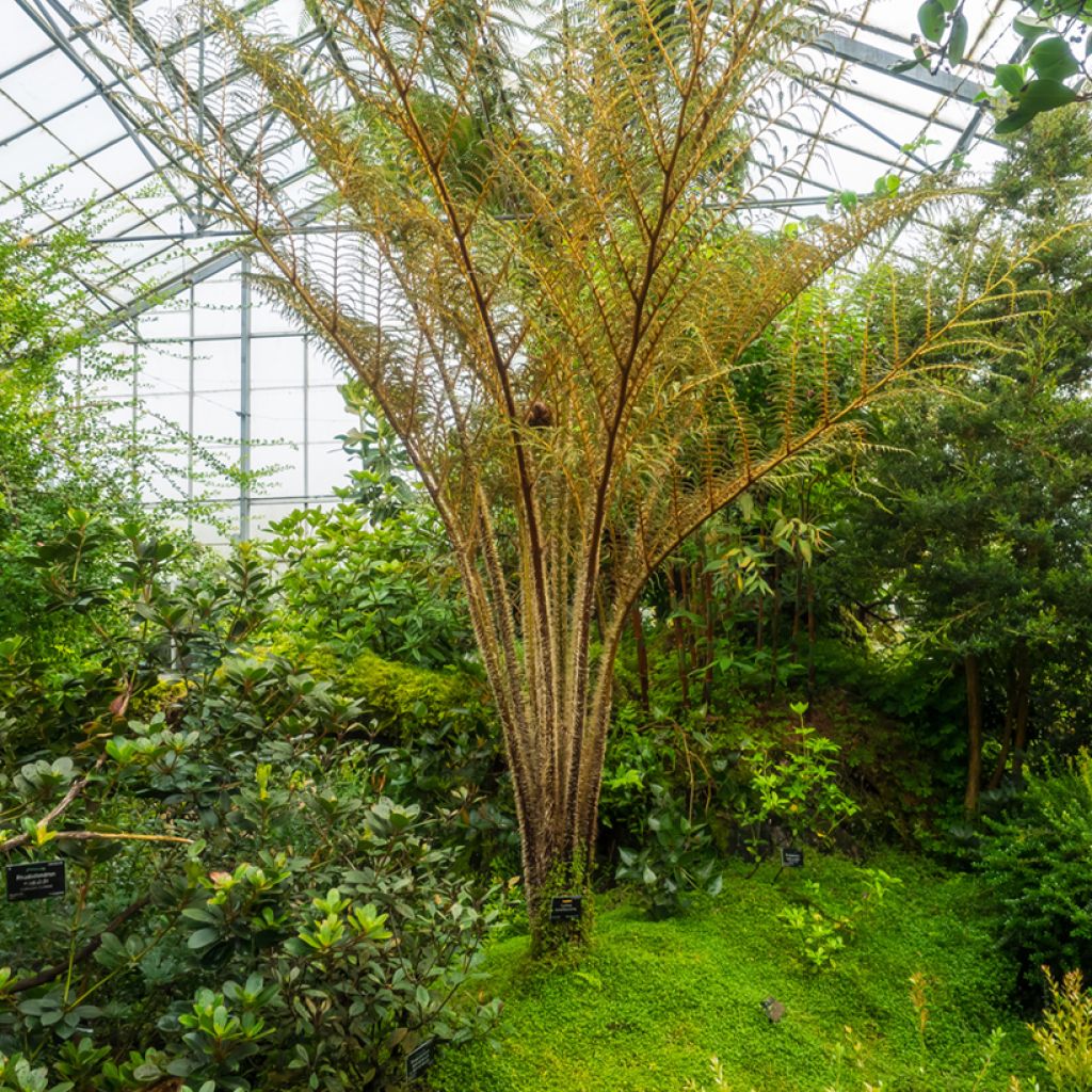 Cyathea tomentosissima - Helecho arborescente