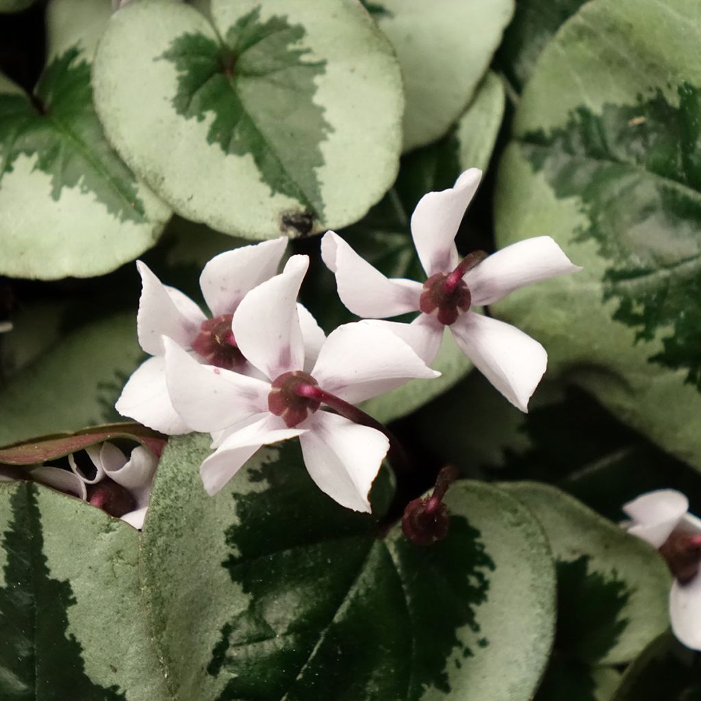 Cyclamen coum White Christmas Tree