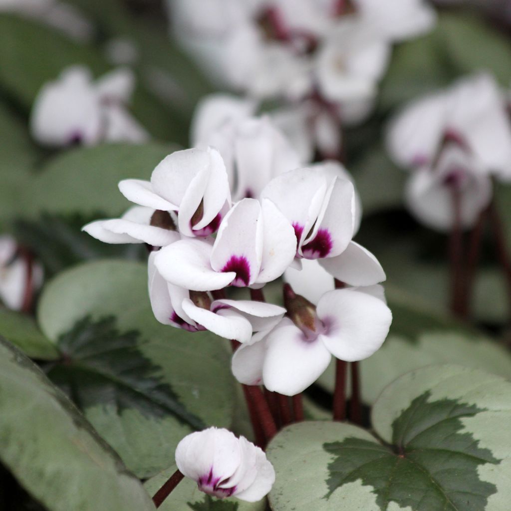 Cyclamen coum White Christmas Tree
