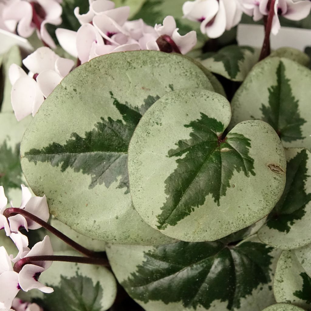 Cyclamen coum White Christmas Tree