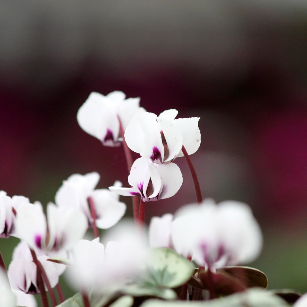 Cyclamen coum White Christmas Tree