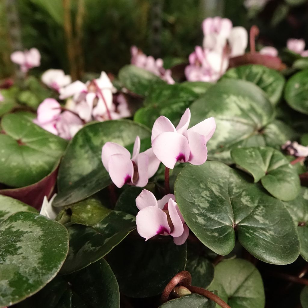 Cyclamen coum Pink Marbel