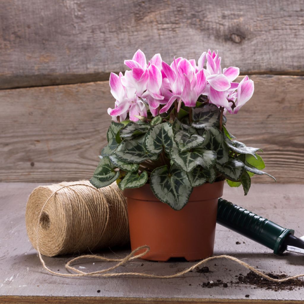 Cyclamen Super Série Crayon